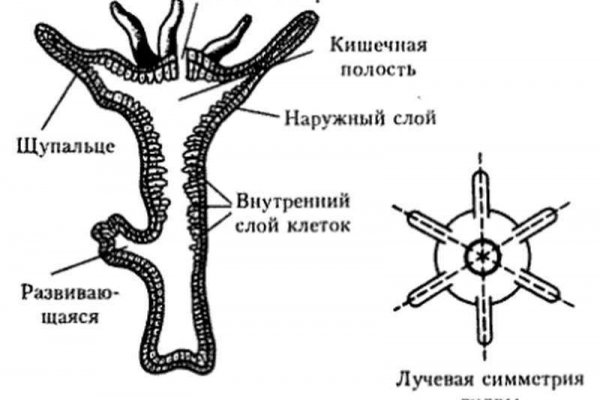 Что такое кракен маркетплейс курительный смесс