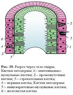 Ссылка для входа на сайт kraken